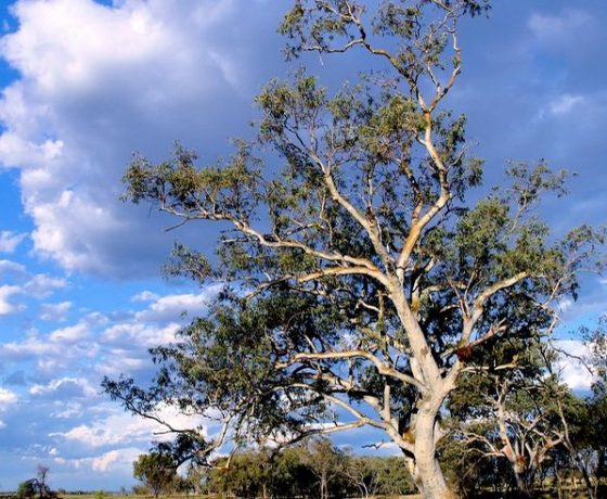 Guests are often drawn to "the big screen" epic of Australia's cloud formations freed from city clutter or the informality of a solitary gum tree and the life story it reveals  