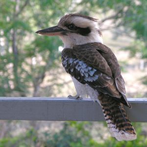 Laughing Kookaburra visits the lodge verandah on a Queensland Outback to Reef Tour