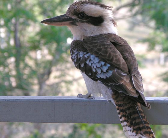 Once voted to be Australia's most popular wildlife creature, the Laughing Kookaburra brings joy to the soul with its territorial calls from sun-up to night fall