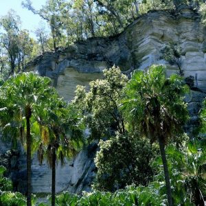 Palms against a backdrop of sandstone walls in Carnarvon Gorge, part of our Queensland Outback to Reef Tour