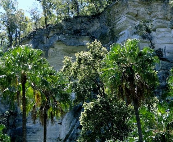 The trails through Carnarvon Gorge meander from bluff to bluff of sculptured sandstone, through Cabbage Palm and Casuarina groves to the entry of feature side canyons. 