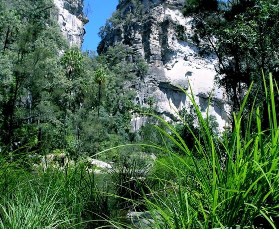 Experience Australia, unique to Australia like Carnarvon Gorge one of 12 iconic national parks where we offer guided walks  in our uniquely Australia tour