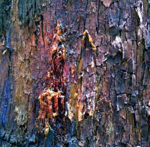 Bark of the Eucalypt Blood wood on Australian world heritage Gondwana tour