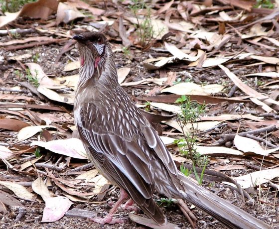 A large noisy aggressive honey eater with distinctive red wattles, they feed on blossoms in open forests and woodlands, one of approx 70 honeyeater species 