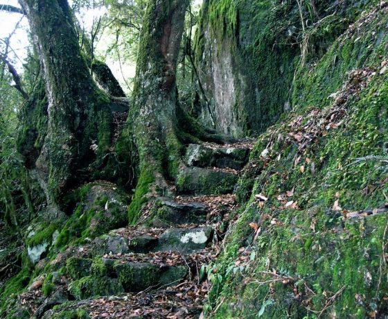 Step way back in evolutionary time through the ancient Gondwana Rainforest of New England National Park its gnarled Antarctic Beech Trees moss gardens, snow gums and grasses.