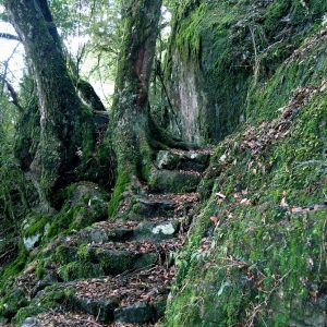 Trail steps leading through ancient Gondwana Rainforests on Great Divide Tour