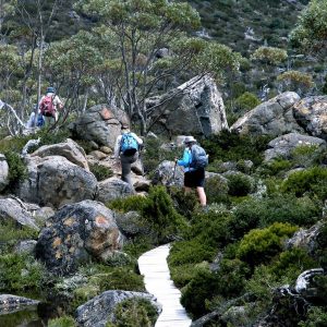 Boardwalk trail through Mt Field boulders on Tasmania National Parks Tour