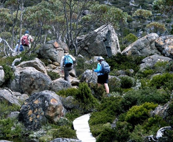 Boardwalk circuit trails through remote Mt Field National Park make a day of guided walking in the wild enjoyable 