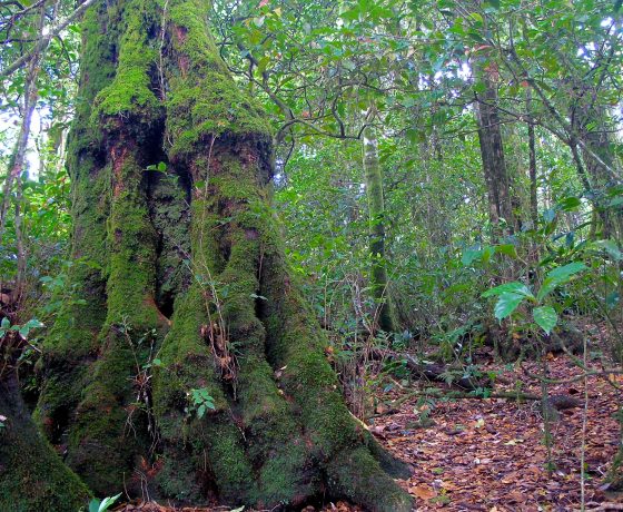 In remnant Gondwana Rainforests along the East Coast of Australia small pockets of Antarctic Beech trees survive,  gnarled "old man" specimens of ancient descent.