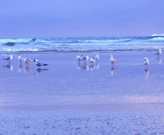 After sunrise over the Pacific Ocean we join the early morning beach-goers