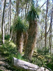 Unique Pandani plants, tallest heath in the world