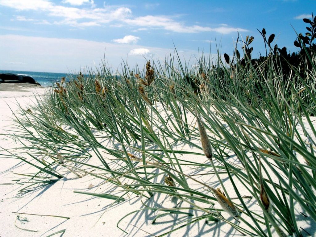 Dunes of Tasmania, home to the great Shearwater bird migration