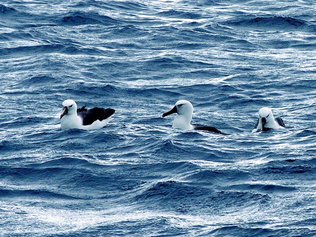 Floating on the sea with Yellow-nosed Albatross - wing-span 2 metres