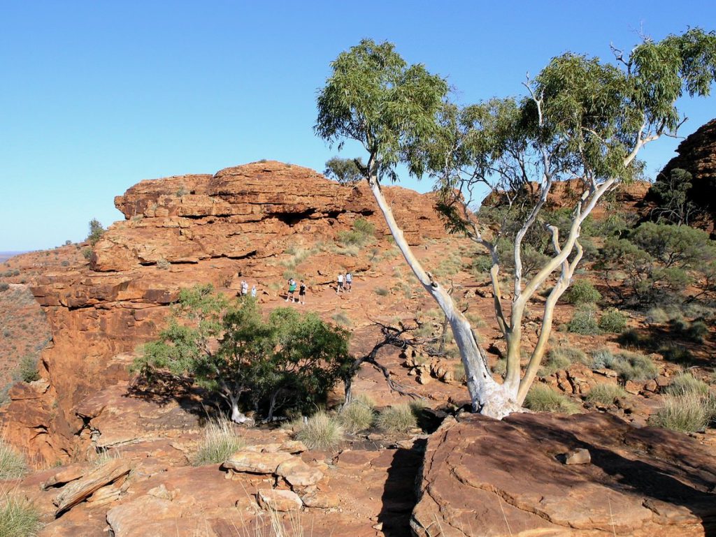 Typical arid country Ghost Gum admired on the rim walk of Kings Canyon