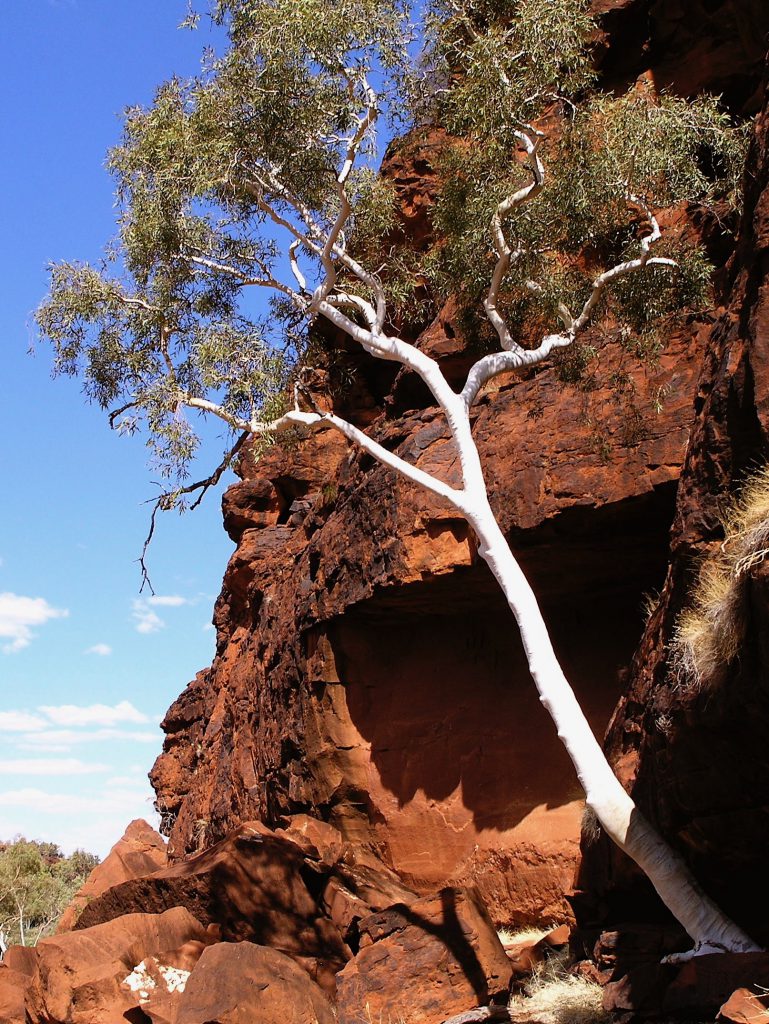 The Ghost Gum is a stand-out against the rich red gorges of Central Australia