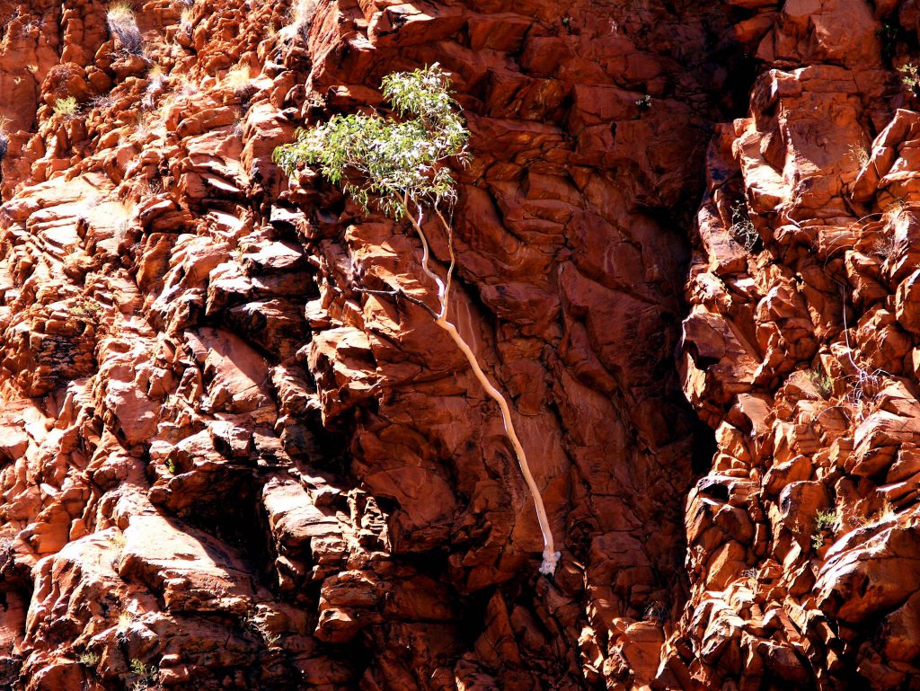 Australian Ghost Gum Tree