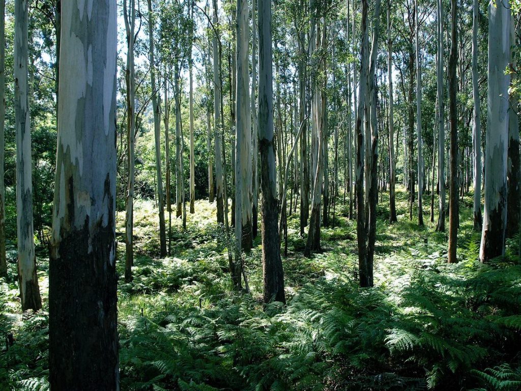 Once immersed in nature it is possible to see the wood for the trees, life from the clutter