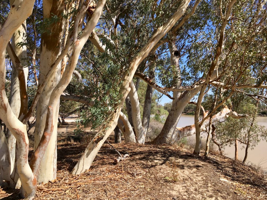 River Red Gums shade the sites of Burke and Wills graves, eerie serenity following their tragic expedition conclusion