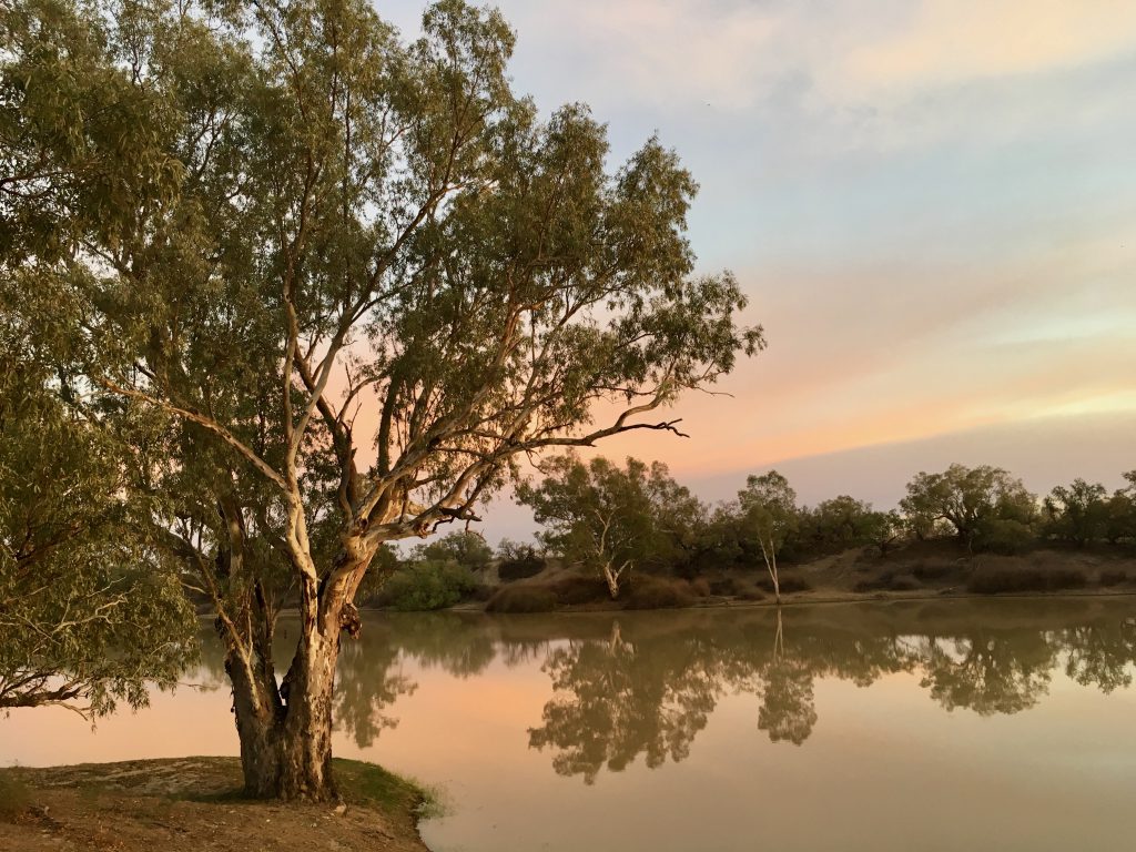 A River Red Gums caught in the early light - sunrise over Cooper Creek