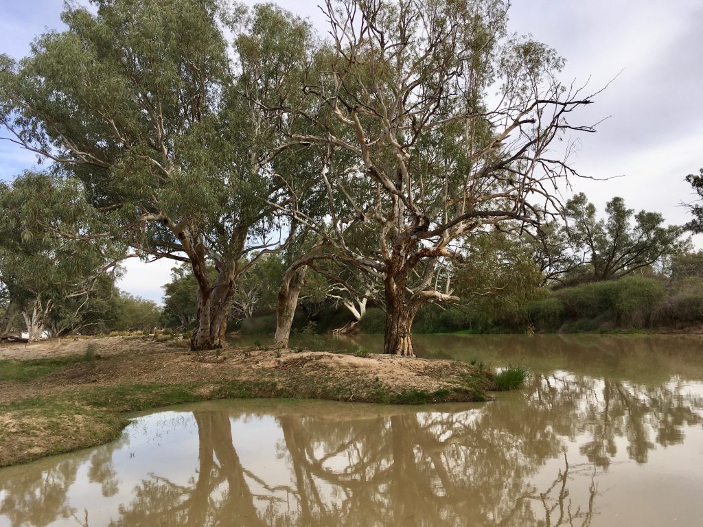 River Red Gums are the centre of all life from insects to reptiles and birds, and tour guests soaking up the environment