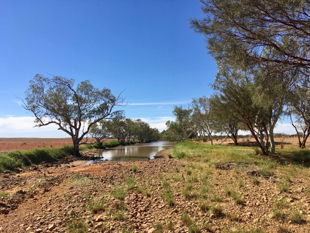 Every draining creek line, waterhole or billabong in the desert is cause for great excitement and the wildlife must feel the same