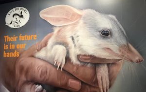 Save the Bilby