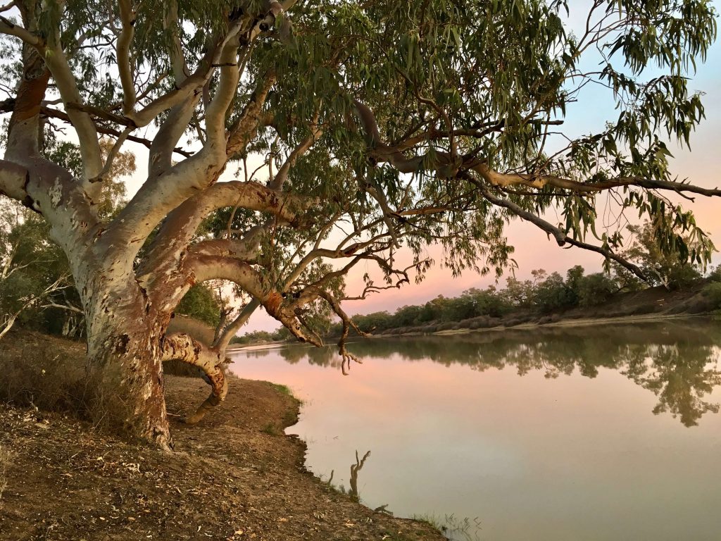River Red Gum on the banks of Cooper Creek in the Corner Country