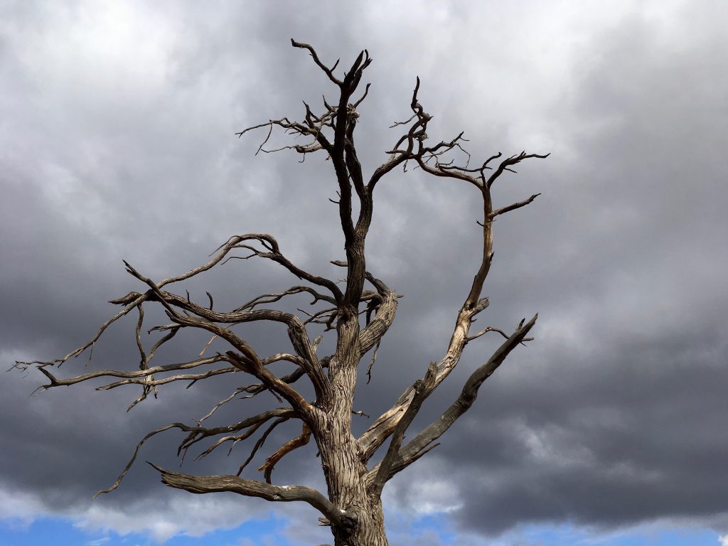 Dead Tree Sculpture in the Flinders Ranges