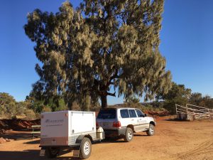 Mature Desert Oak by our tour vehicle in Central Australia