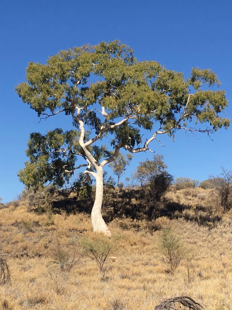 Ghost Gum of East Macdonnell Ranges Central Australia, symbol of the Australian bush