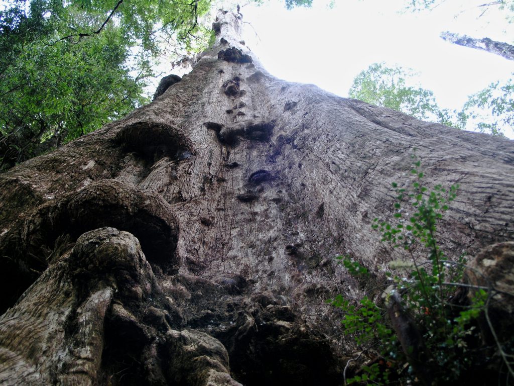 One of Australia's tallest trees in the old growth forests of Tasmania