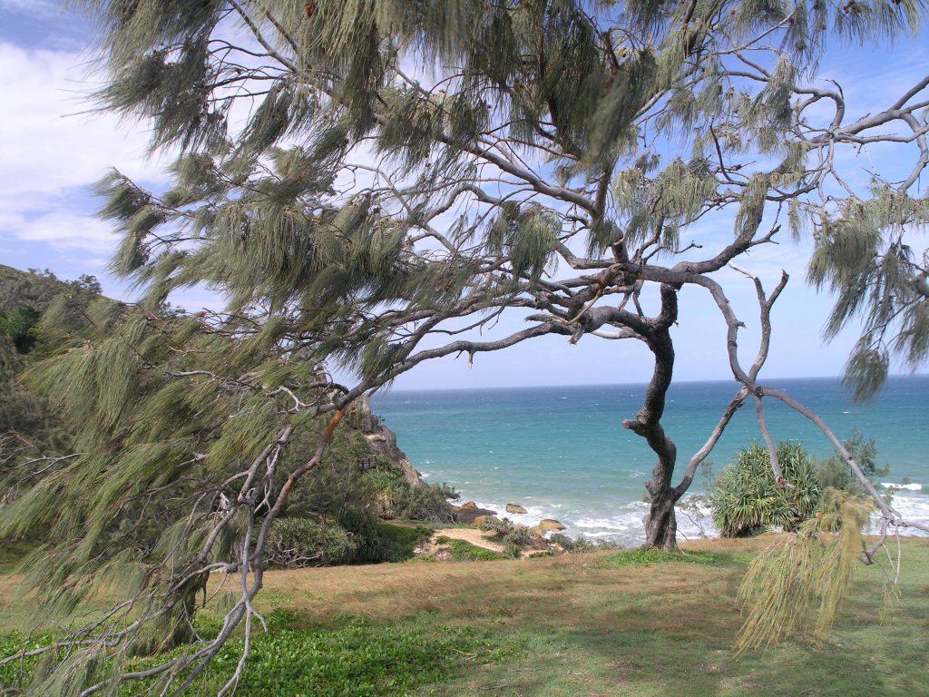 Wind tolerant Casuarina on the Queensland coast