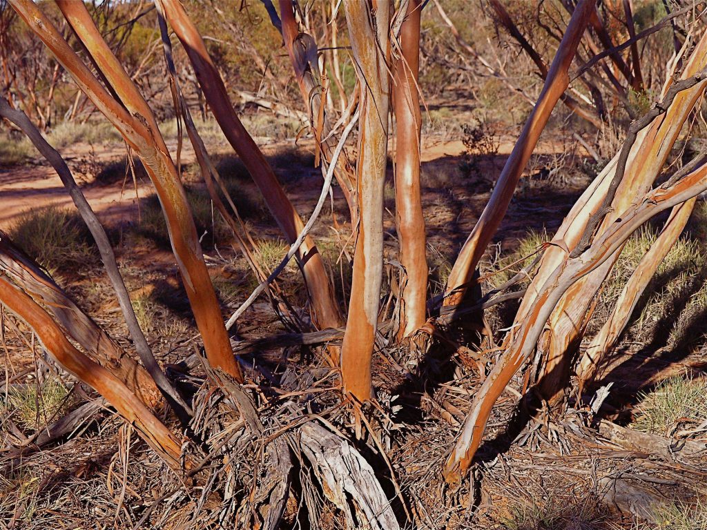 Mallee Woodland at Mungo National Park