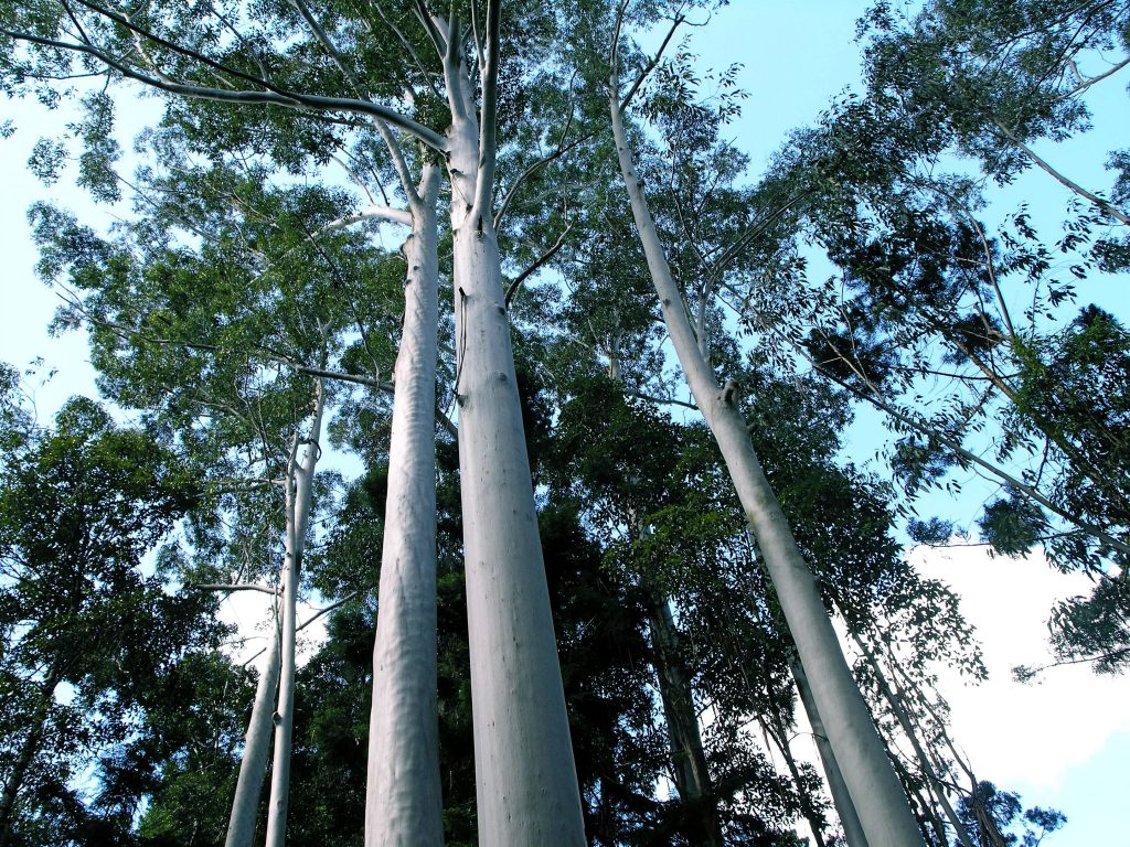 Flooded Gums on World Heritage Fraser Island