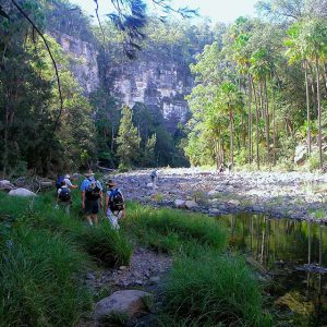 Walking group wandering along Carnarvon Gorge, the creek oasis and towering sandstone walls, a day on our Uniquely Australia Land of Contrasts Tour