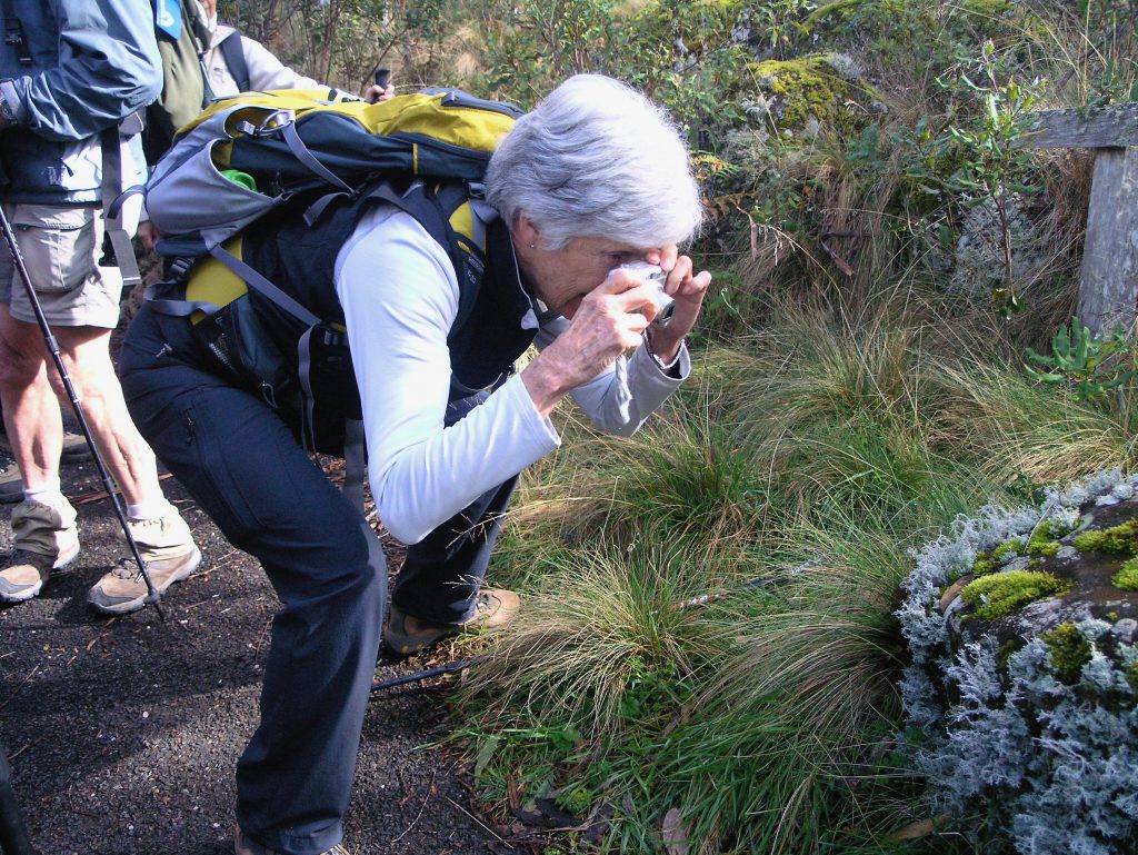 Moss and Lichen in focus in New England rainforest