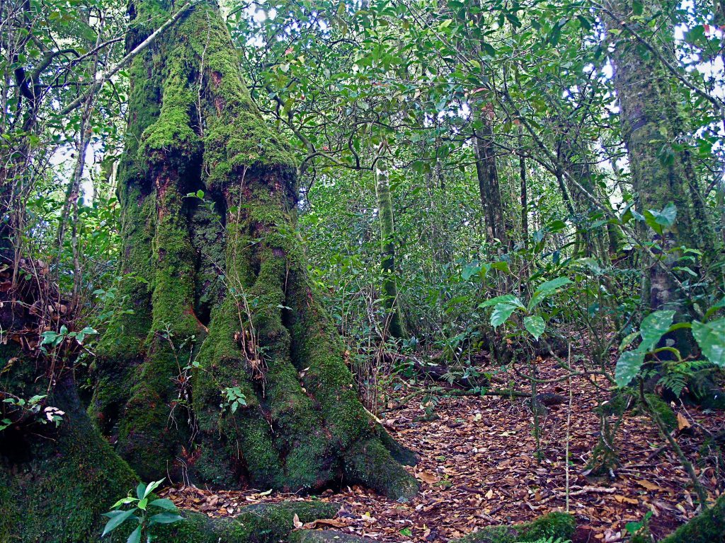 Antarctic Beech Tree of the World Heritage Gondwana Rainforests 