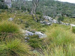Button Grass woodlands of Cradle Mountain
