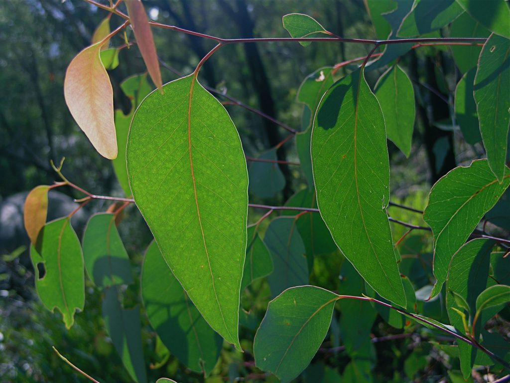 Forest leaves