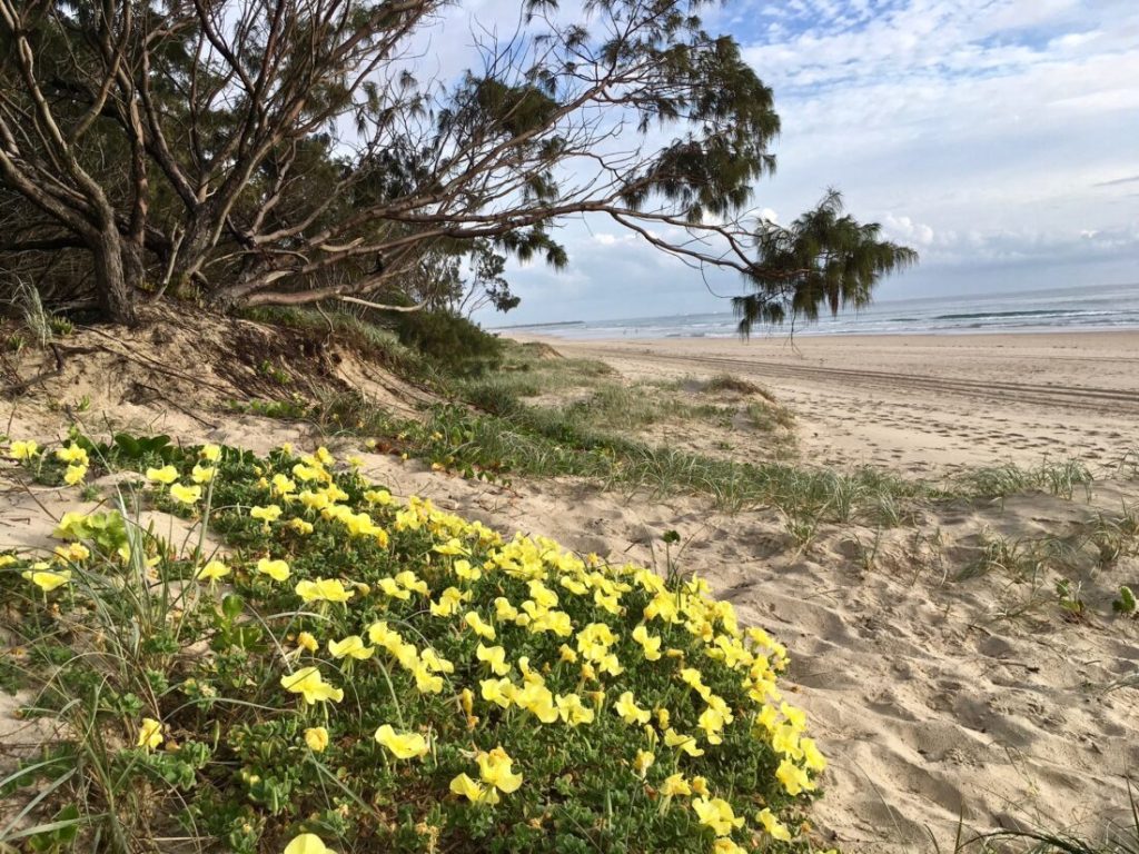 Dunes along the Gold Coast beach