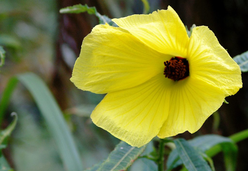 Native Hibiscus in Carnarvon Gorge