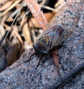 Cicada at rest