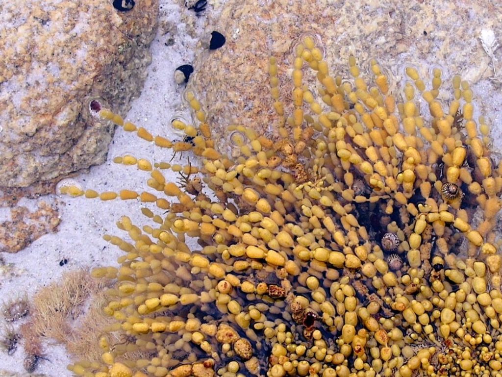 Neptune's Necklace in Mother Nature's tidal zone