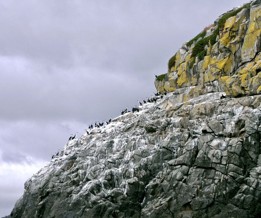 Cormorant's Rest on sea cliffs of Tasman National Park