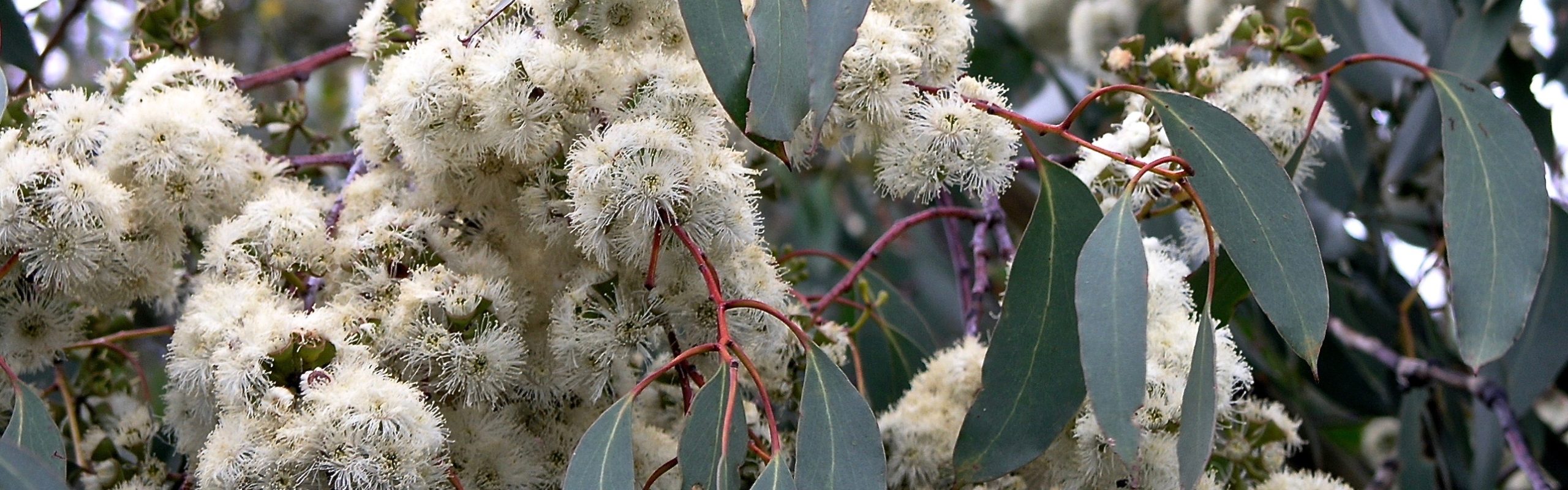 Prolific Eucalypt Blossoms