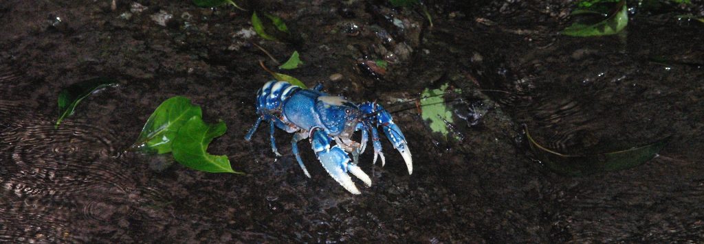 Personal health and wellbeing comes with discovering creatures like the Spiny Crayfish of Lamington National Park