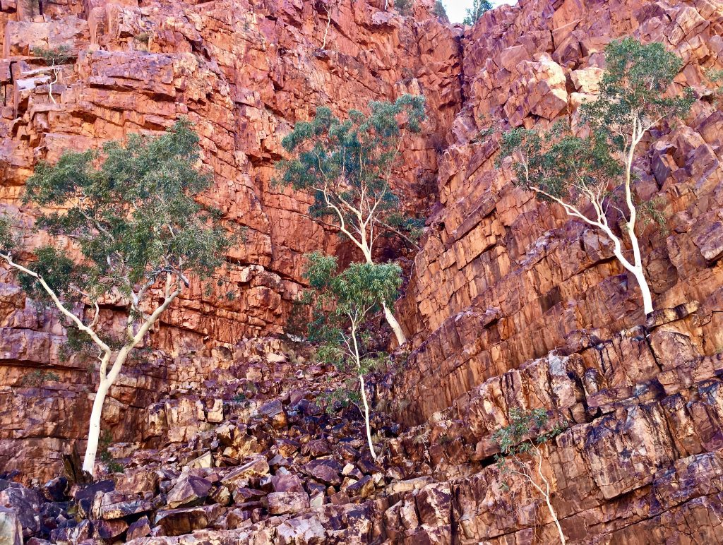 Deep in Ormiston Gorge Ghost Gums cling to 760 million years of twisted colourful geology 