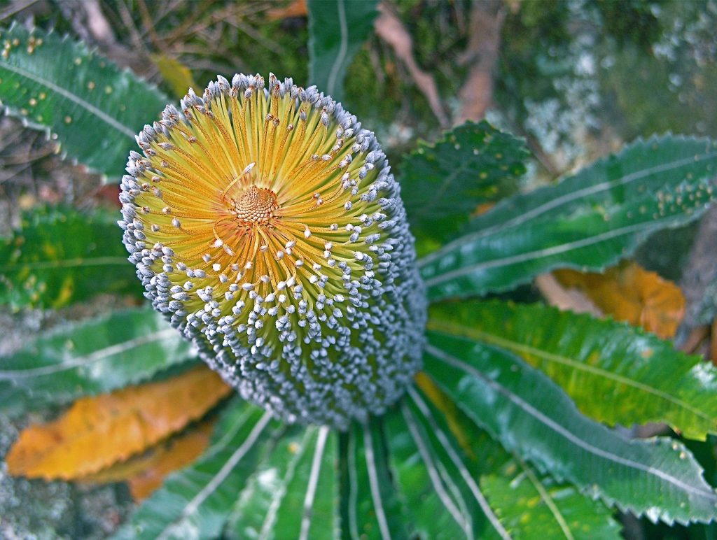 Wonders never cease - a glorious Banksia bloom