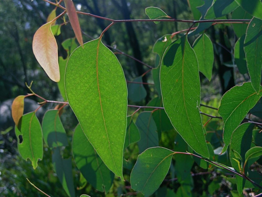 Biomimicry design as seen in a Eucalyptus leaf