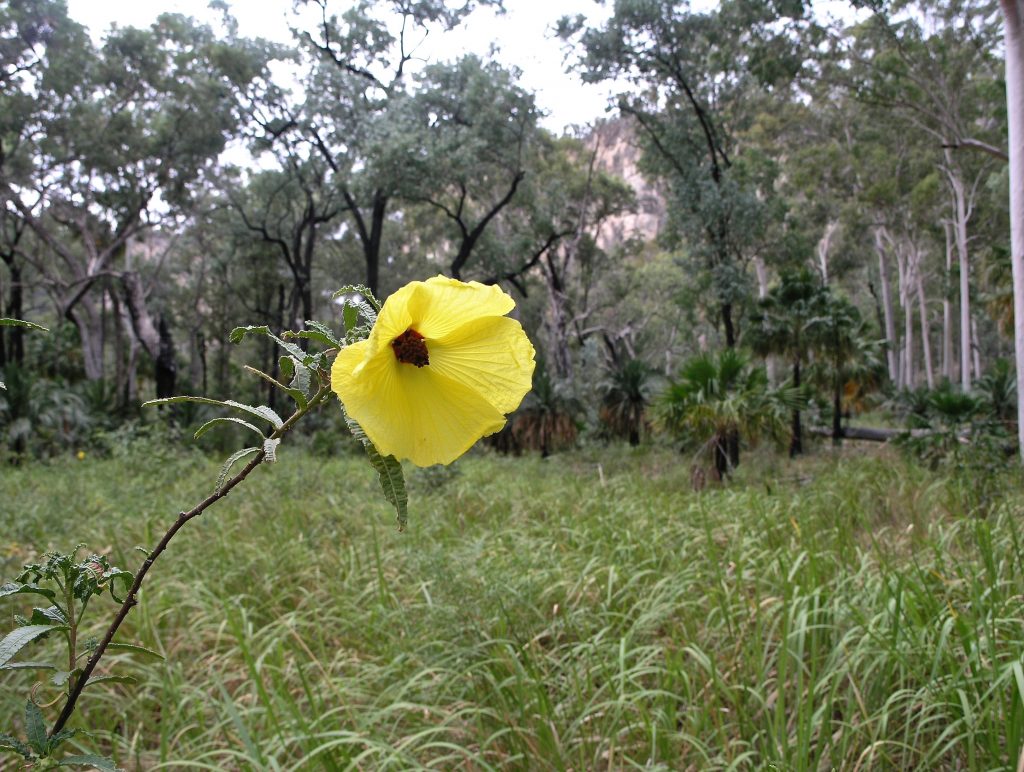 A lone bloom in the wilderness hanging out to make a difference